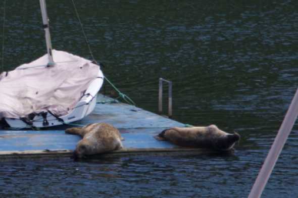 28 April 2023 - 10:40:42
----------------
Seals in the river Dart, Dartmouth